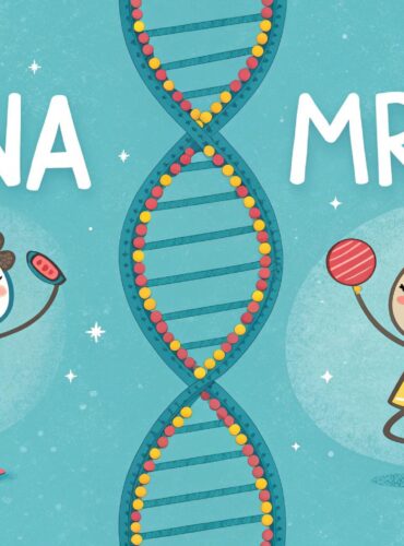 the nucleotide sequence in mrna is determined by